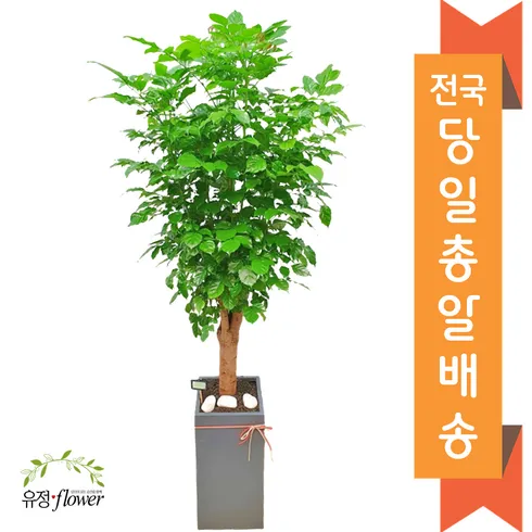 개업화분